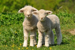 two cute lambs