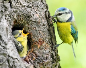 The Blue Tit (Cyanistes caeruleus).