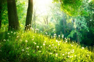 Spring Nature. Beautiful Landscape. Green Grass and Trees